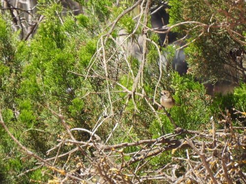 Aphelocephala leucopsis, 2026-10-14