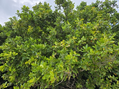 Calophyllum inophyllum observed 2026-10-14