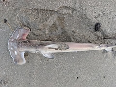 Sphyrna gilberti