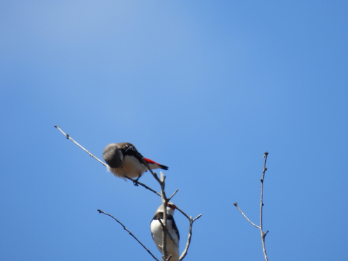Stagonopleura guttata observed 2026-10-14
