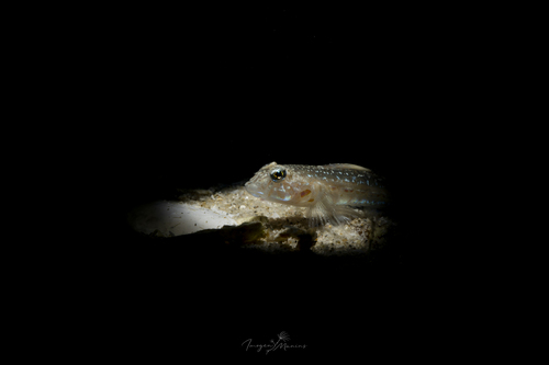 Acentrogobius observed 2026-10-14