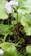 Veronica regina-nivalis