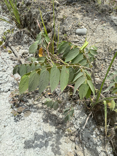 Muntingia calabura observed 2026-10-14