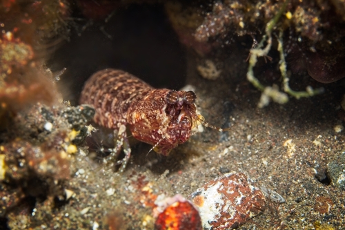 Pseudosquilla observed 2026-10-13