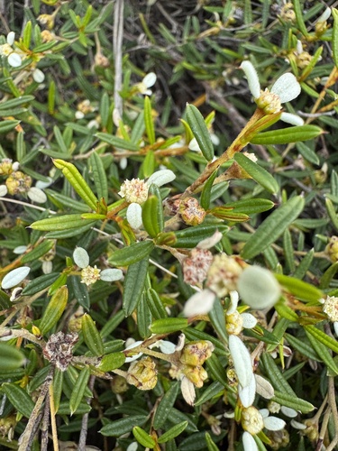 Spyridium vexilliferum observed 2026-10-14