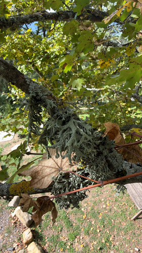 Oakmoss
