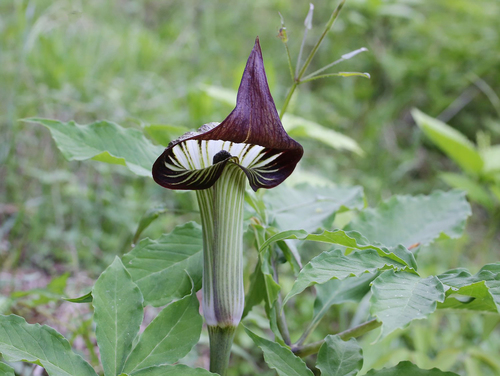 Arisaema galeiforme iNat (2)