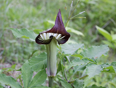 Arisaema serratum