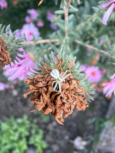 Goldenrod Crab Spider