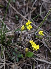 Draba aurea