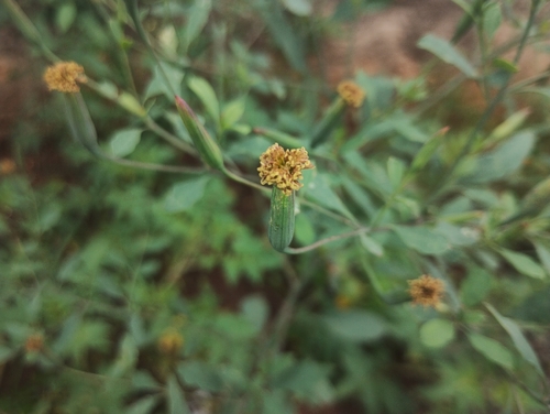 Porophyllum ruderale observed 2026-10-14