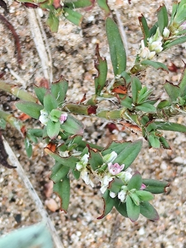 Polygonum plebeium observed 2026-10-14
