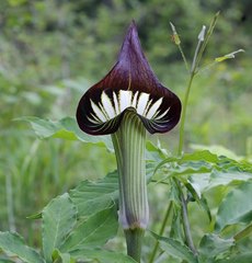 Arisaema serratum