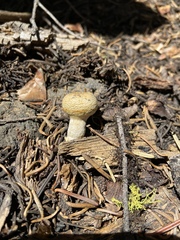Pholiota nubigena