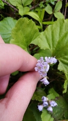 Veronica regina-nivalis