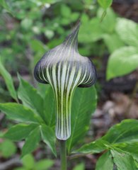 Arisaema serratum