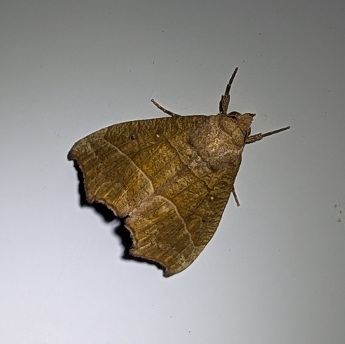 Cosmophila observed 2026-10-14