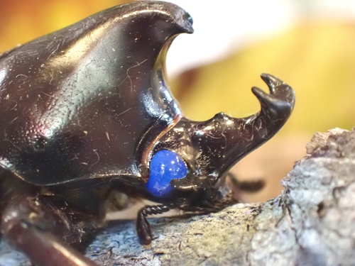 Xylotrupes pachycera