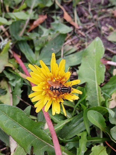 Sun Fly