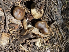 Melanoleuca angelesiana