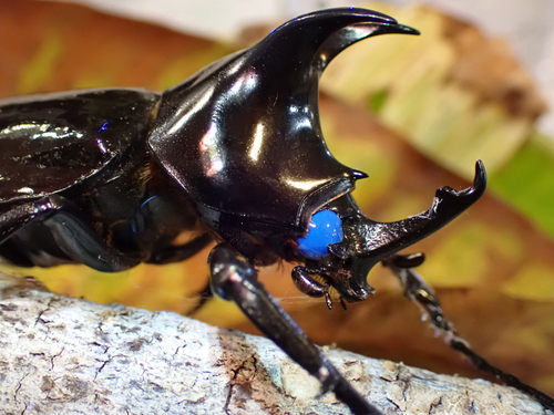 Moellenkampi Beetle