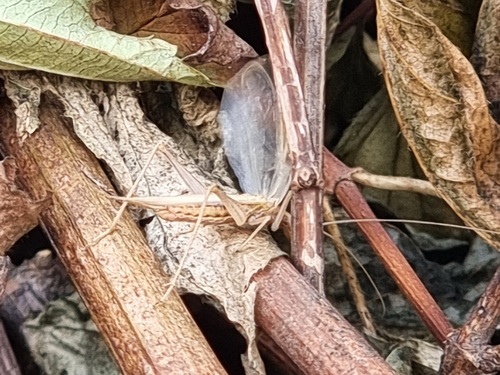 Italian Tree Cricket