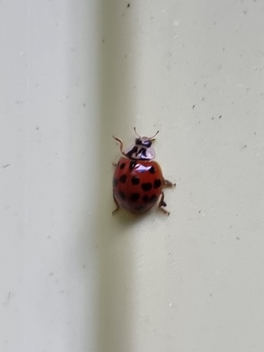 Asian Lady Beetle