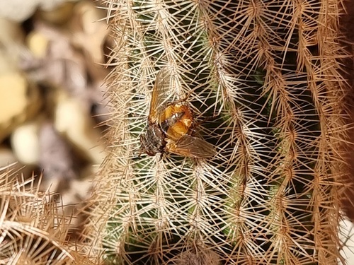 Common Tachinid
