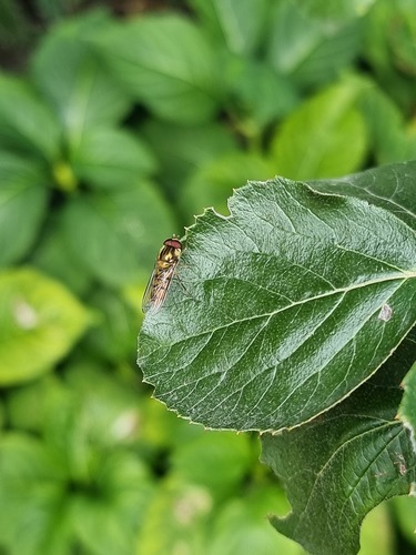 Marmalade Hover Fly