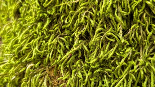 Pterigynandrum filiforme observed 2026-10-14