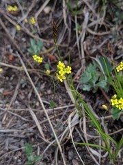 Draba aurea