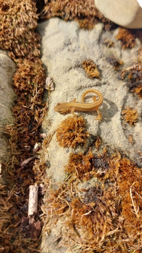 Smooth Newt