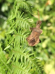 Coreus marginatus