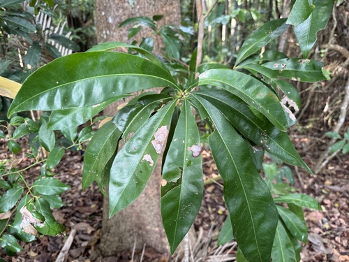 Planchonella observed 2026-10-14