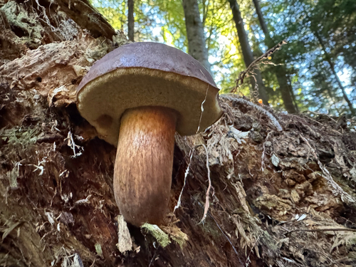 Bay Bolete