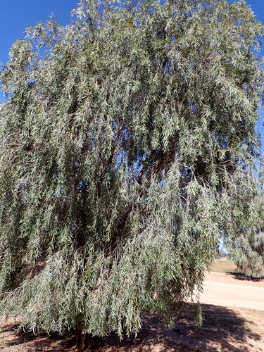 Acacia pendula, 2026-10-14