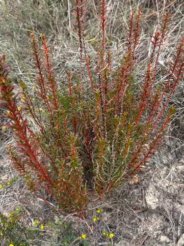 Gyrostemon australasicus observed 2026-10-14