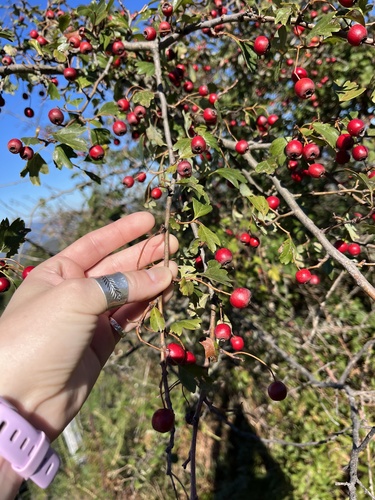 common hawthorn