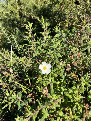 Cistus inflatus