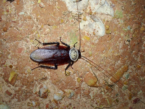 Homalosilpha ustulata