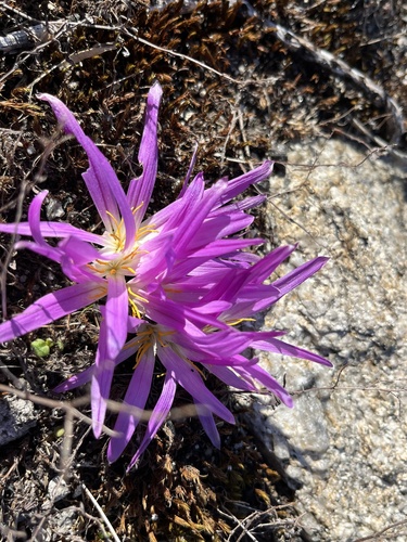False Meadow Saffron