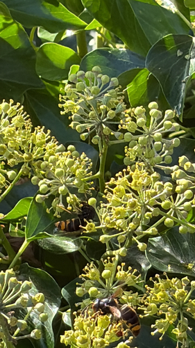 Yellow-legged Hornet