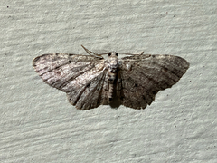 (c) Chris Wood, some rights reserved (CC BY-NC-ND) Texas Gray (Glenoides texanaria)