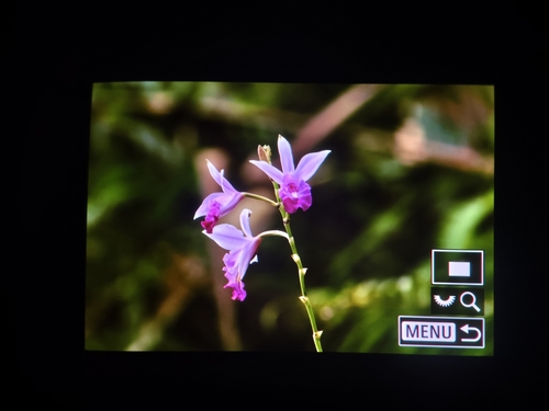 Bamboo Orchid