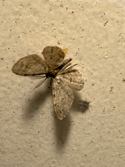 (c) Chris Wood, some rights reserved (CC BY-NC-ND) Texas Gray (Glenoides texanaria)