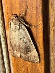 (c) Chris Wood, some rights reserved (CC BY-NC-ND) American Copper Underwing (Amphipyra pyramidoides)