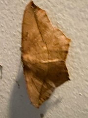 (c) Chris Wood, some rights reserved (CC BY-NC-ND) Large Maple Spanworm Moth (Prochoerodes lineola)