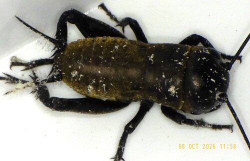 European Field Cricket
