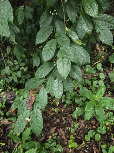 Lasianthera observed 2026-10-14