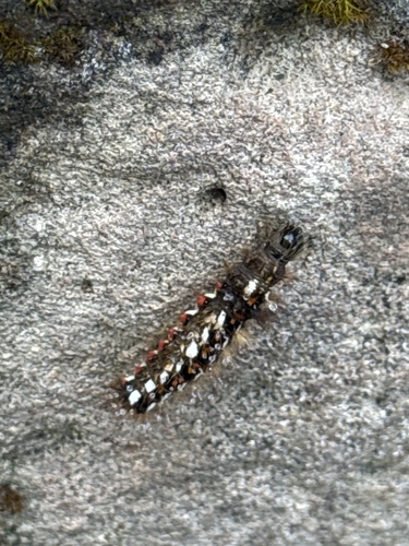 Knot Grass Moth